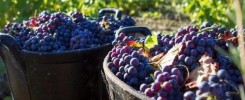 Vinos Madrid